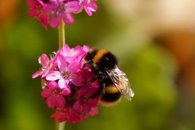 Close-up of honey bee on pink flower