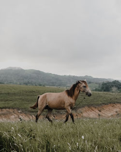 Horse standing in a field