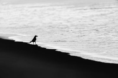 Silhouette person standing on beach against sky