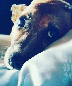 Close-up portrait of a dog