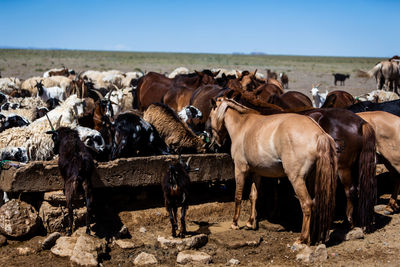 Horses on field against sky