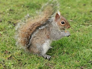 Close-up of squirrel