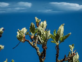 Low angle view of flowering plant against blue sky