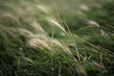 Close-up of wheat growing on field