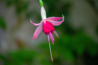 Close-up of pink flower