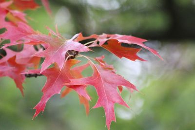 Close-up of red maple leaves on plant