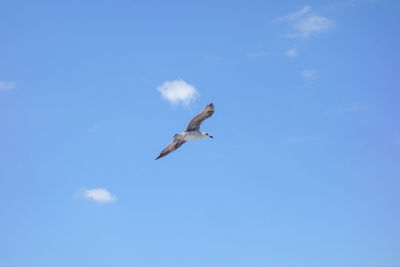 Low angle view of bird flying against clear blue sky