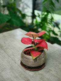 Close-up of red flower