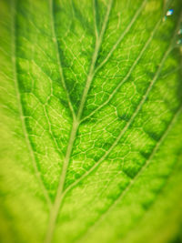 Macro shot of green leaf