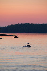 View of duck swimming in sea during sunset