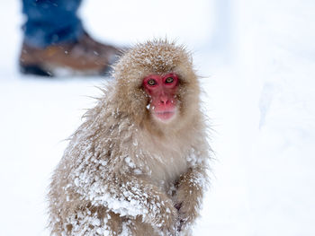 Monkey in a snow