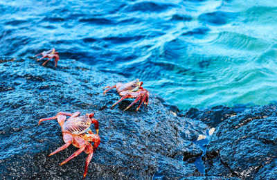 Close-up of crab on rock in sea