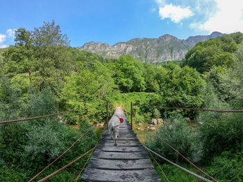 Footbridge amidst trees against sky