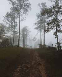 Trees in forest against sky