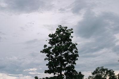 Low angle view of tree against sky