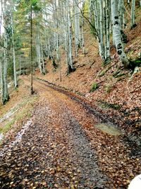 Footpath passing through forest