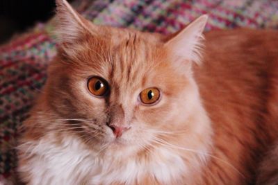 Close-up portrait of cat