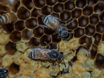 Close-up of bee on rock