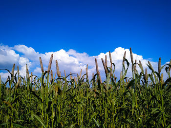 Low angle view of corn field against blue sky