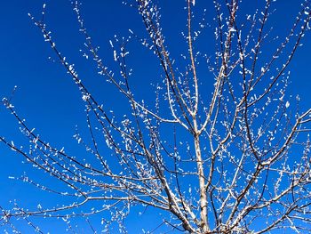 Low angle view of bare tree against blue sky