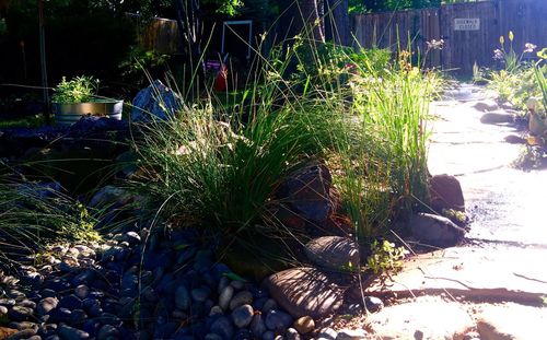 Plants in sunlight