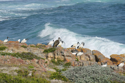 View of birds on beach