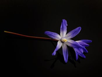 Close-up of flower over black background