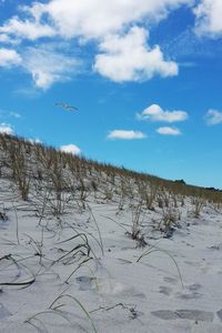 Birds flying over beach against sky