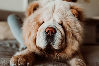 Close-up of dog sleeping