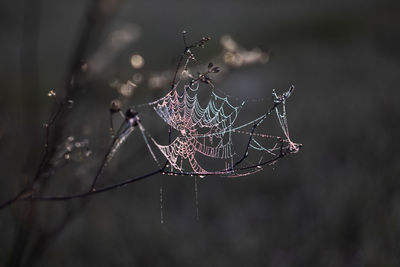 Close-up of spider on web