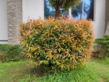 Close-up of plant against building