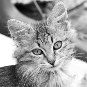 Close-up portrait of cat