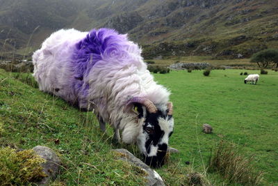 Sheep in a field