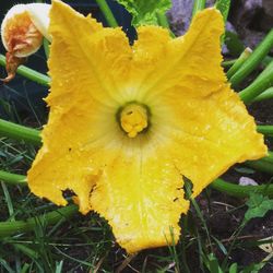 Close-up of yellow flowers