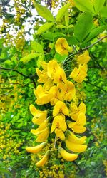 Close-up of yellow flowering plant