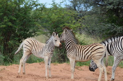 Zebras zebra and trees