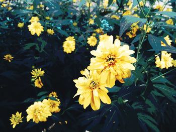 Close-up of yellow flowers blooming outdoors