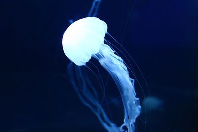 Close-up of jellyfish swimming in sea