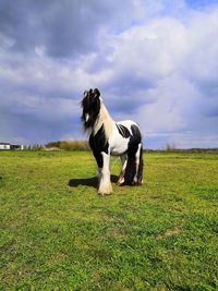 View of horse on field