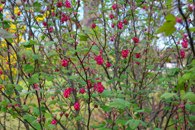 Red berries growing on tree