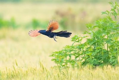 Bird flying in a field