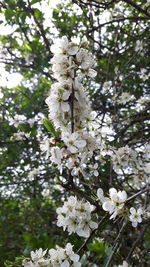 Close-up of white flowers blooming on tree