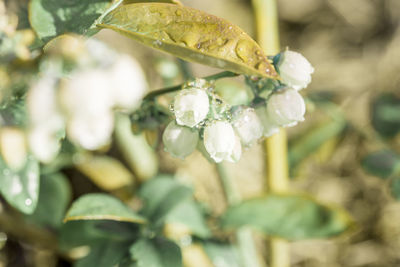 Close-up of white flowering plant