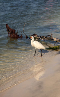 Snowy egret egretta thula bird hunts for fish in the ocean at delnor-wiggins pass state park 