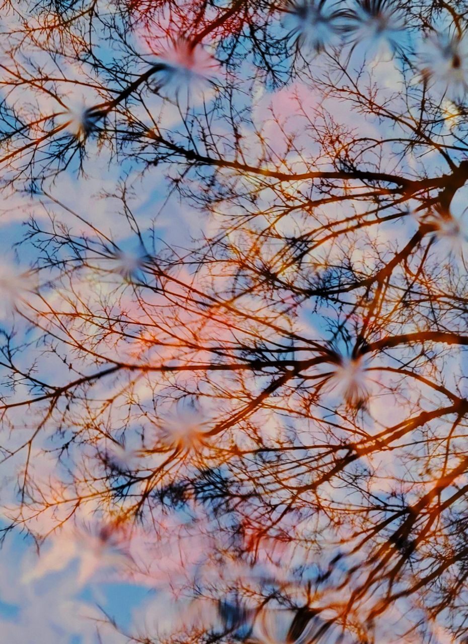 branch, tree, plant, nature, sky, beauty in nature, low angle view, winter, no people, day, tranquility, growth, outdoors, flower, twig, autumn, backgrounds, leaf, frost, sunlight, spring, full frame, bare tree, blue, fragility