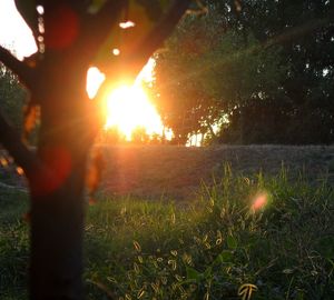 Sun shining through trees on grassy field