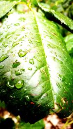 Close-up of fresh green leaf