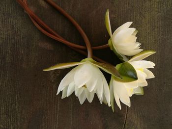 High angle view of white rose on table