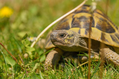 Close-up of turtle on field