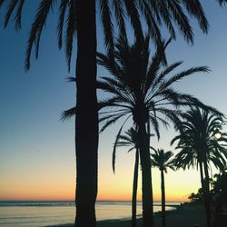 Silhouette palm tree by sea against clear sky during sunset